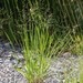 Slim-leaf Witchgrass - Photo (c) Don Sutherland, some rights reserved (CC BY-NC), uploaded by Don Sutherland