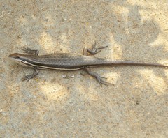 Trachylepis gravenhorstii