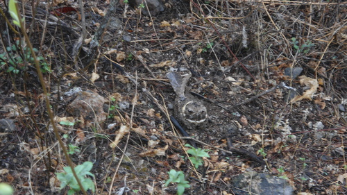 Antrostomus ridgwayi