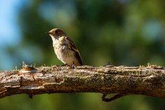 Muscicapa striata