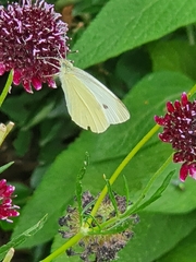 Pieris rapae