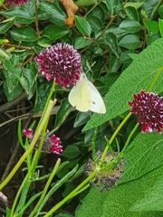Pieris rapae