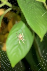 Araneae
