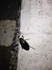 Dytiscus marginalis