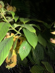 Araneae