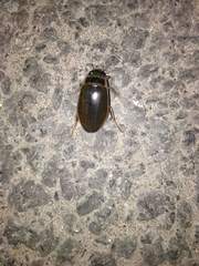 Dytiscus marginalis