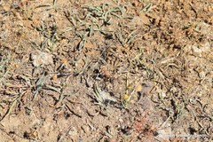 Pilosella castellana