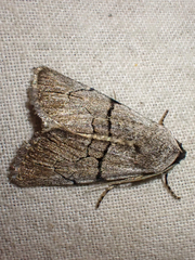 Sympistis greyi