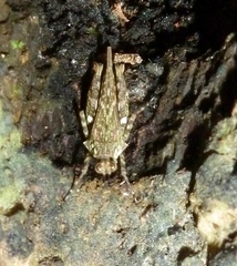 Cryptotettix imerina