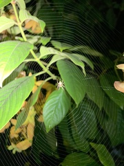 Araneae