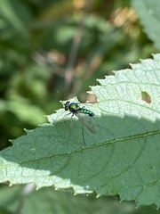 Condylostylus comatus