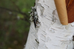 Xiphydriidae