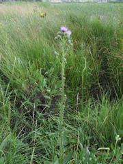 Cirsium alatum