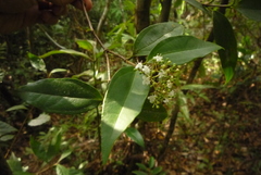 Viburnum integrifolium