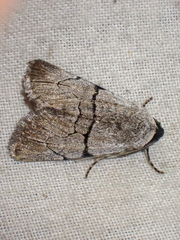 Sympistis greyi