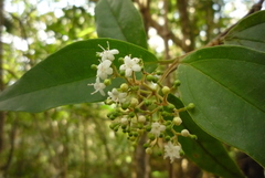 Viburnum integrifolium