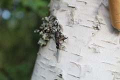 Xiphydriidae