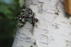 Xiphydriidae