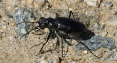 Cicindela nebraskana