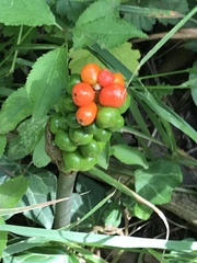 Arum maculatum
