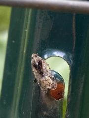 Melanoliarus placitus