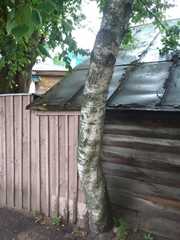 Betula pendula