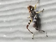 Melanoplus punctulatus