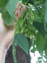 Acer negundo