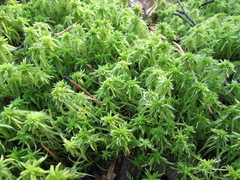 Sphagnum riparium