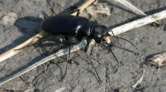 Cicindela nebraskana