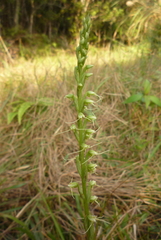 Peristylus tentaculatus