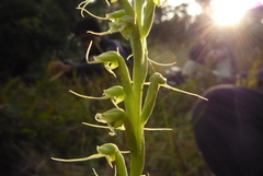 Peristylus tentaculatus