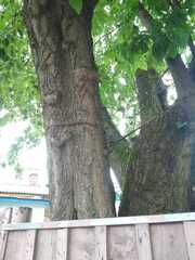 Acer negundo