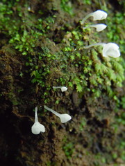Calyptella capula