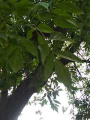 Acer negundo