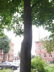 Acer platanoides