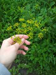 Pastinaca sativa
