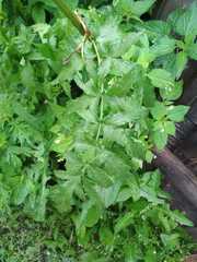 Pastinaca sativa