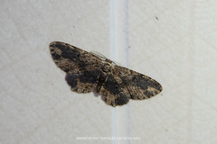 Microcalicha fumosaria