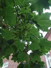 Acer platanoides