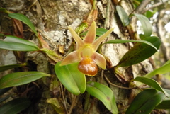 Dendrobium nakaharae