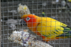 Aratinga solstitialis