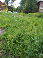 Pastinaca sativa