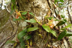 Dendrobium nakaharae