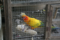 Aratinga solstitialis