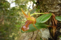 Dendrobium nakaharae
