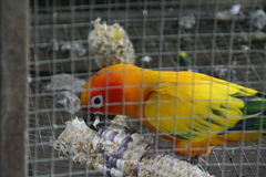Aratinga solstitialis