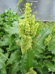 Rumex confertus