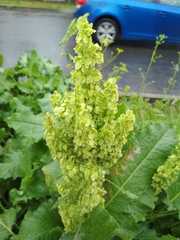 Rumex confertus