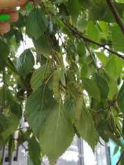 Betula pendula
